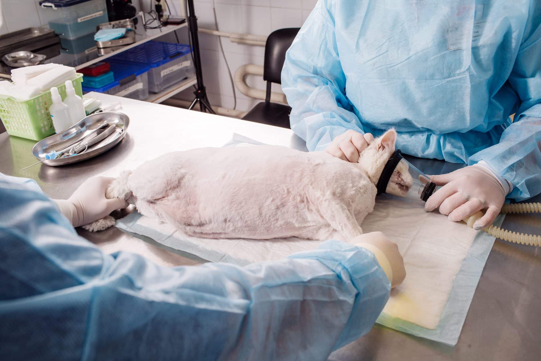 Cat Anesthesia In Veterinary.