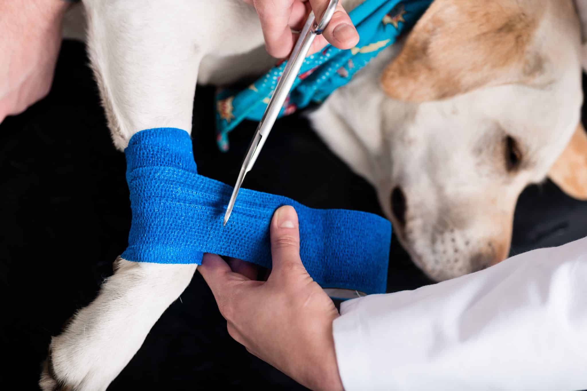Dog Getting Bandage After Injury On His Leg
