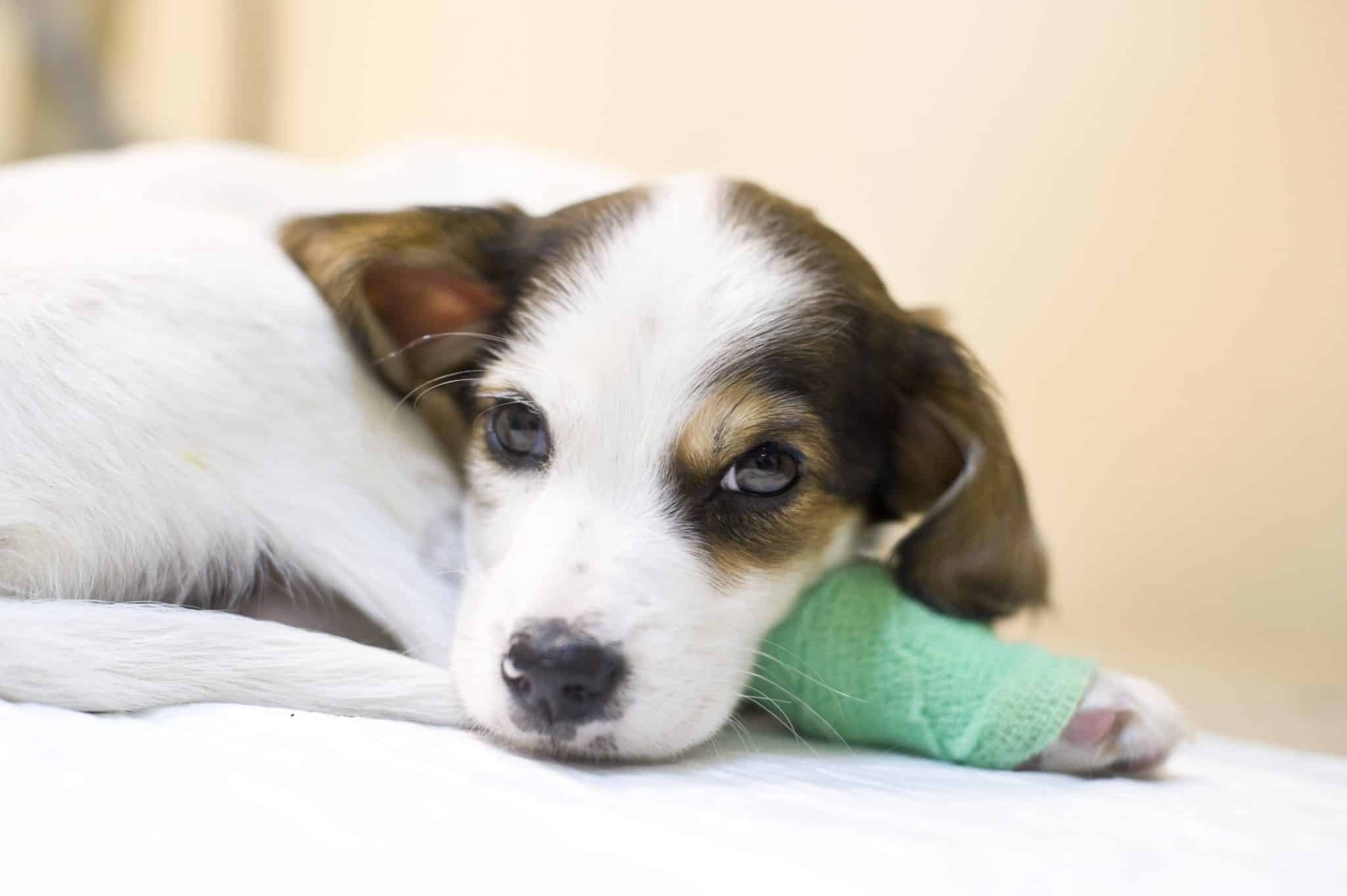 Puppy With Bandaged Leg