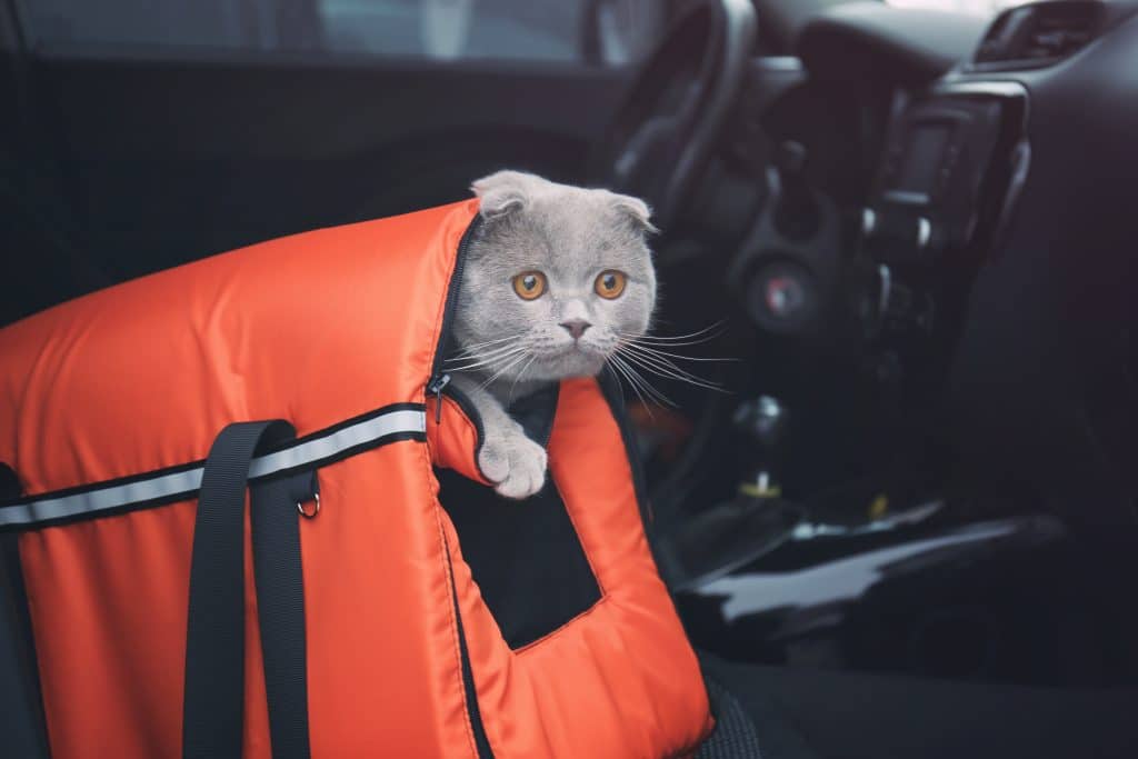 cat peeking out of soft sided orange carrier in car