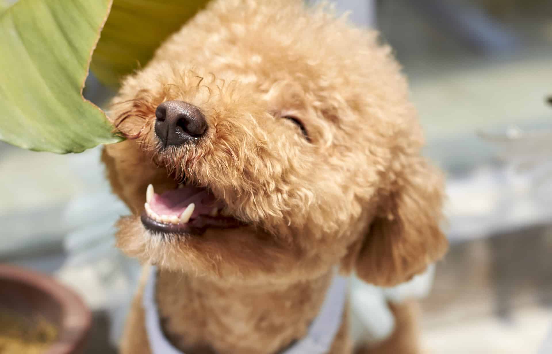 Brown fluffy dog outside smiling
