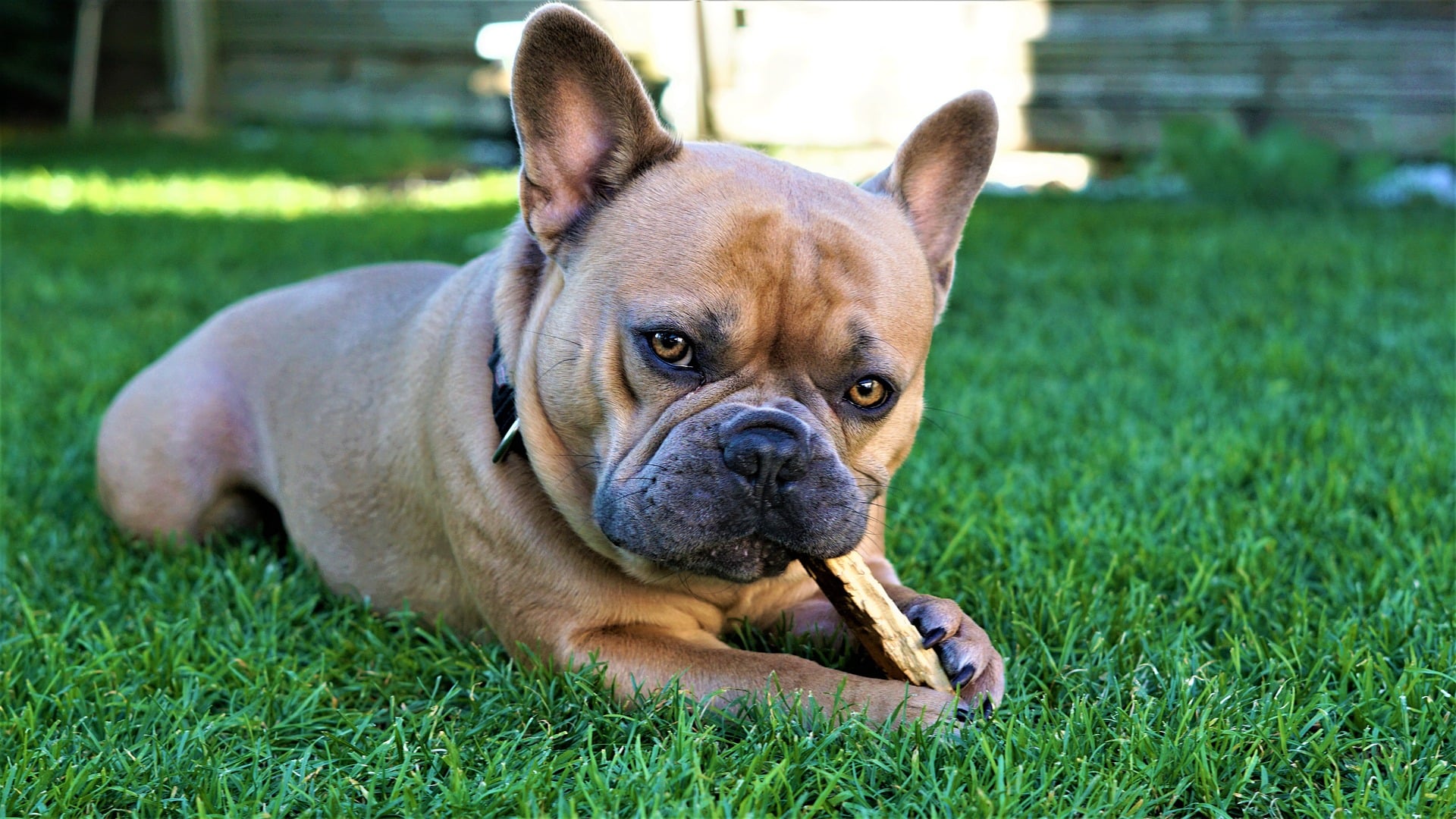 French bulldog chewing on bone outside in green grass