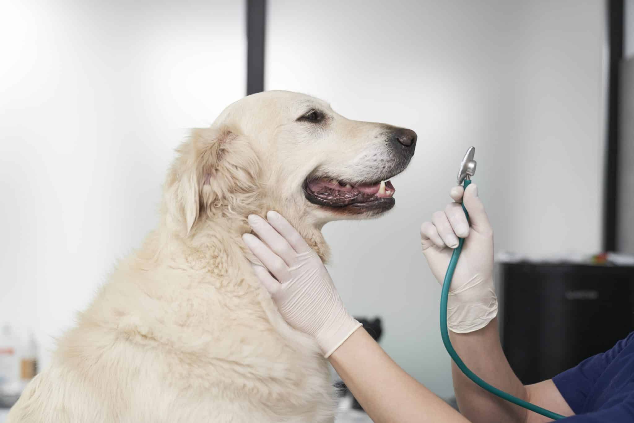 Vet examining a dog for skin conditions.