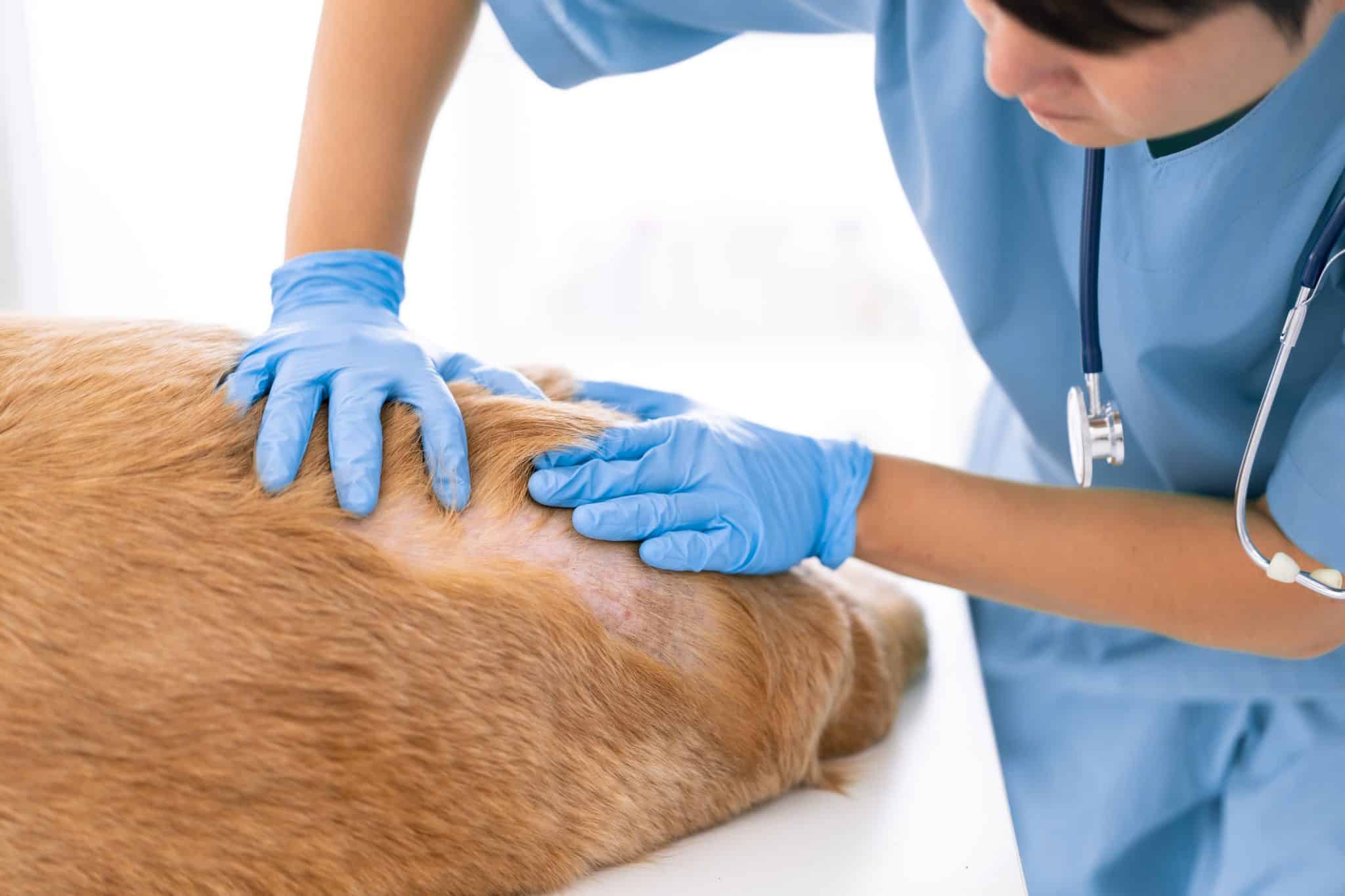 Veterinarian examining a skin condition on a pet dog.