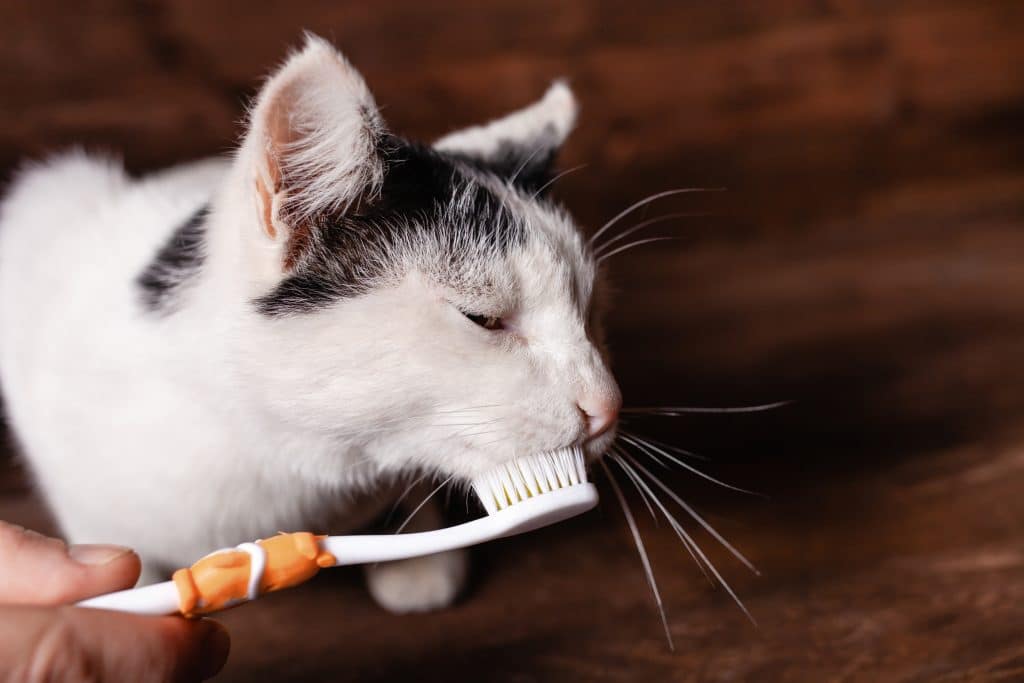 A pet owner brushing their cat's teeth with a toothbrush