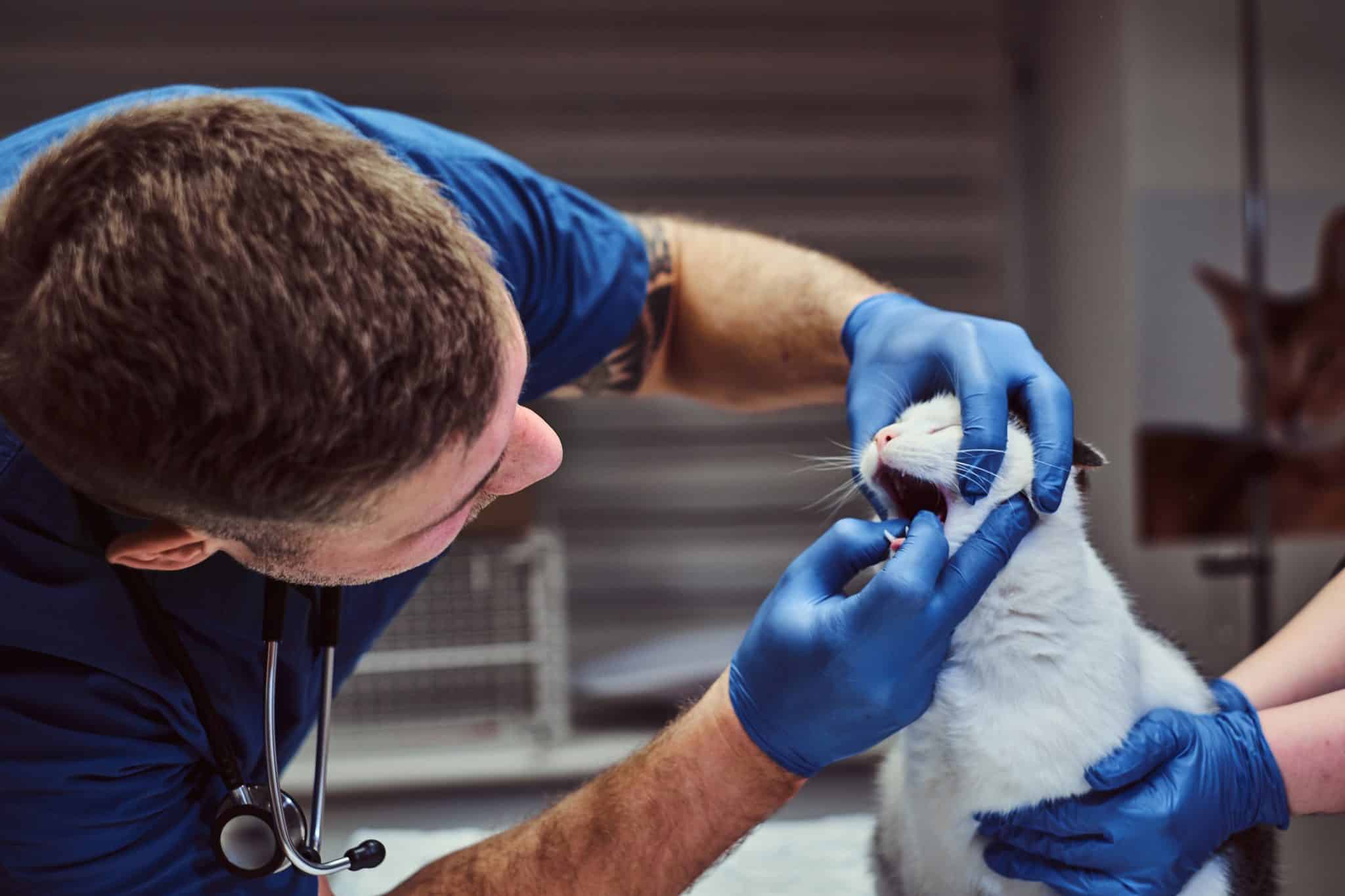 A veterinarian checking a cat's mouth for any signs of dental disease.