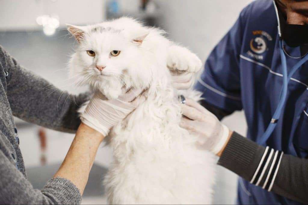 White cat being held by two vets getting a checkup