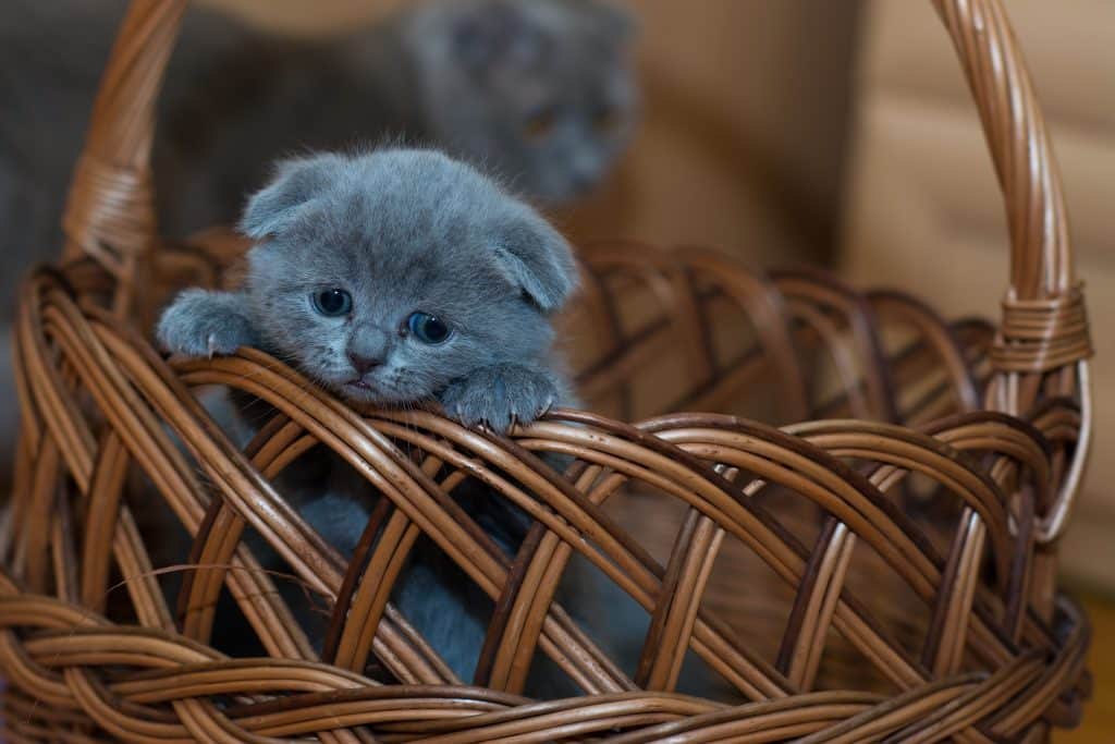 Gray kitten peeking out of a brown wicker basket
