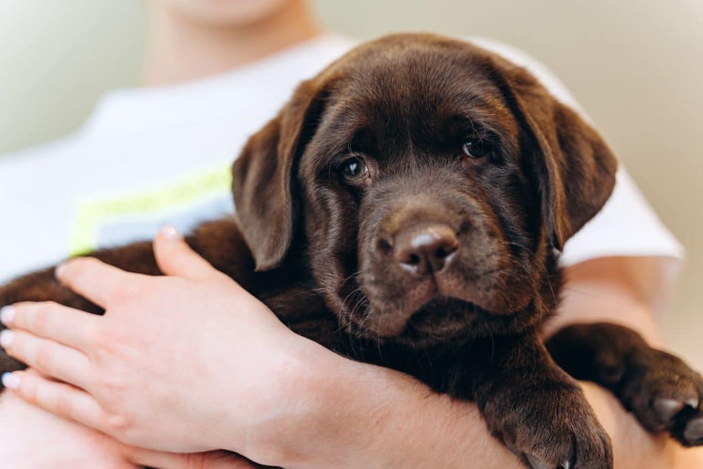 A small brown labrador puppy being held in owner's arms.