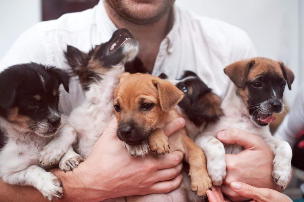 A young man holding 5 puppies in his arms.