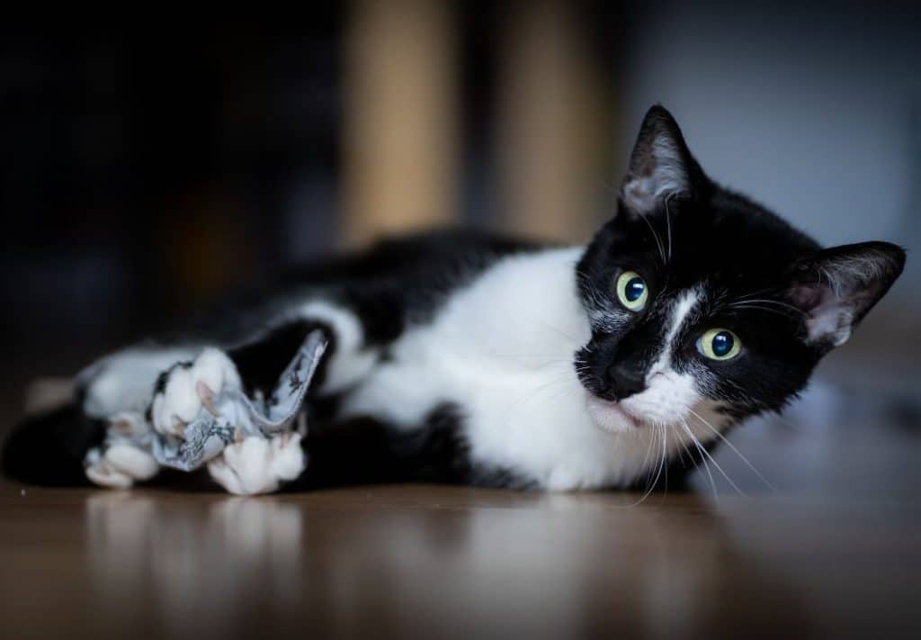 A black and white cat playing with a cat toy