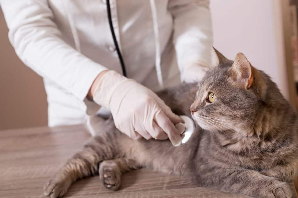 a veterinarian is examining a cat