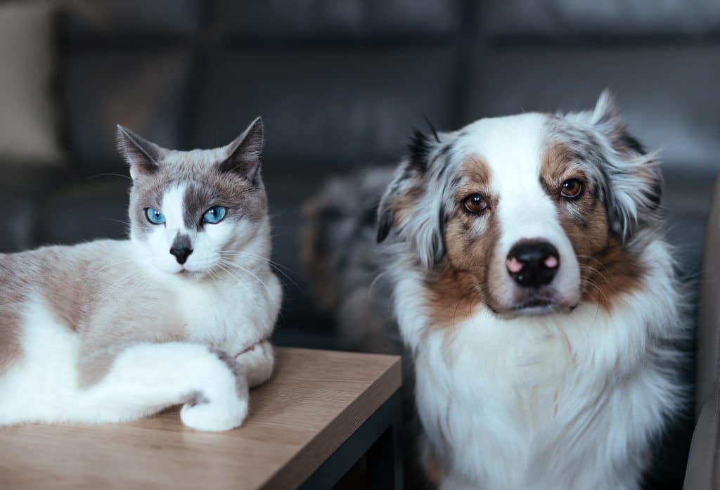 Dog and cat living together in harmony