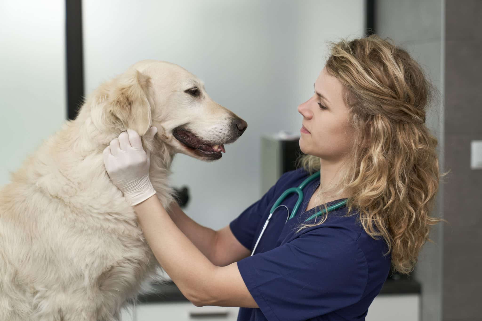 a female veterinarian is examining a dog