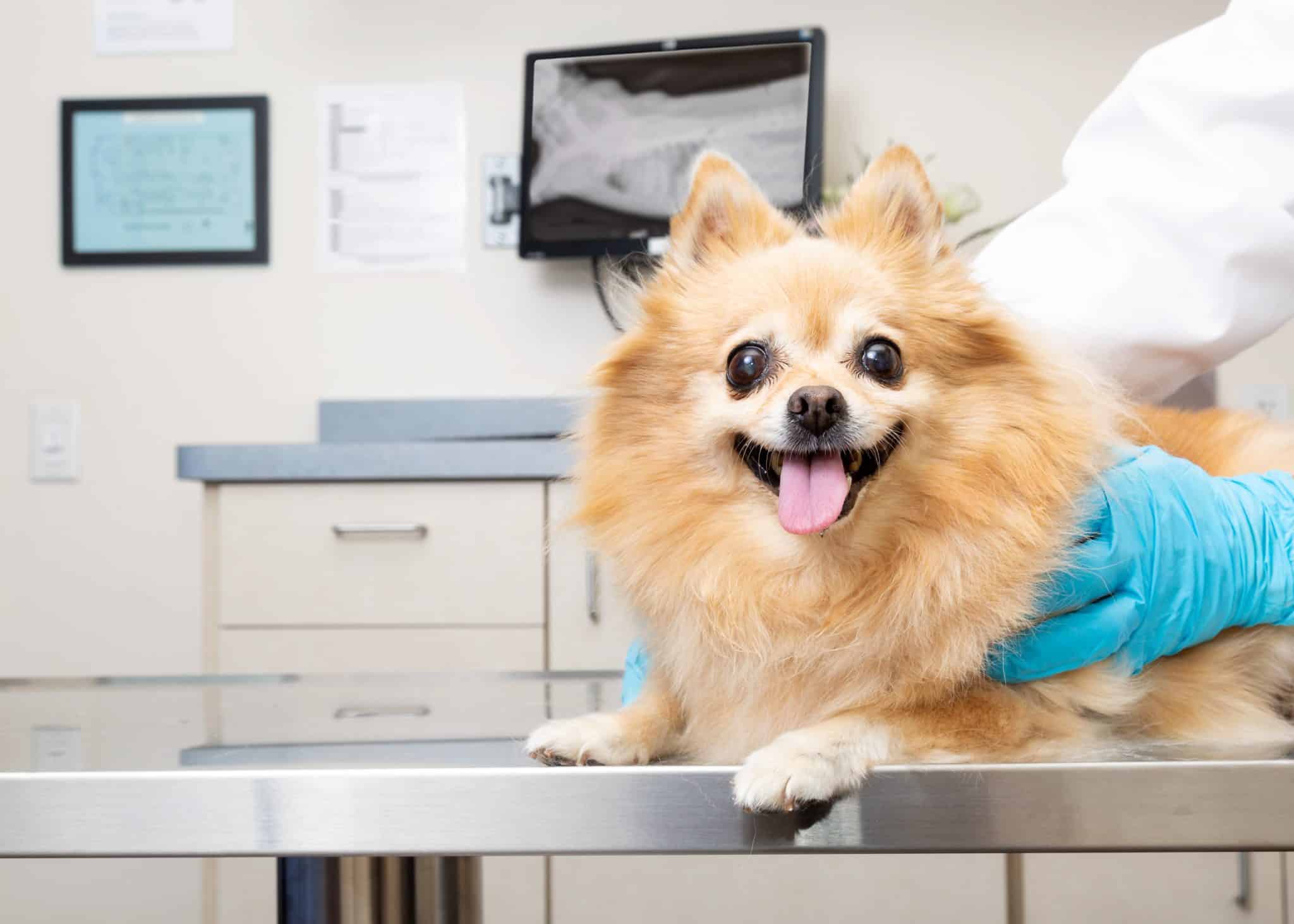 Happy Dog At Veterinary Office