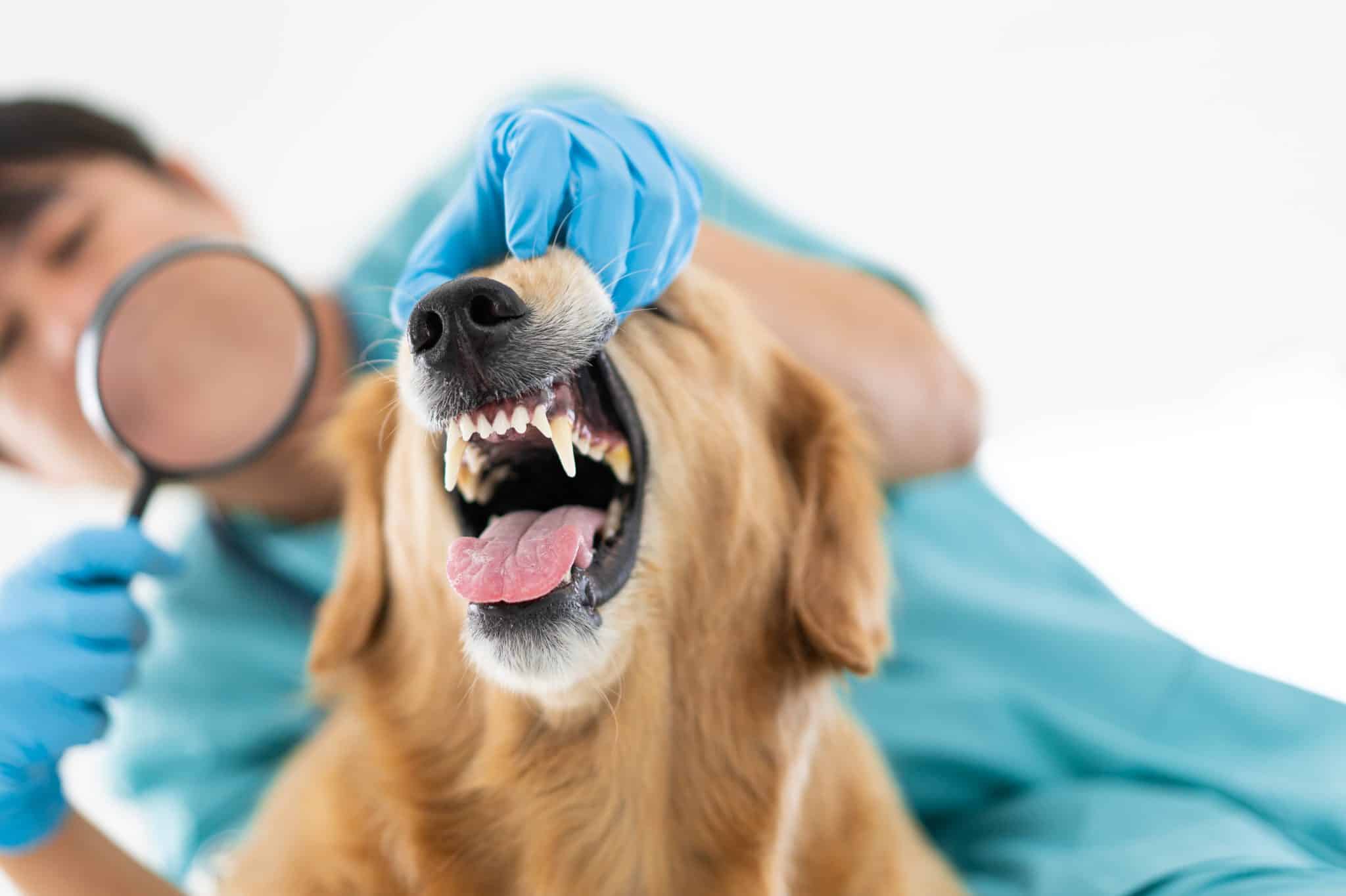 Close Up Mouth And Teeth Of Brown Dog Examined By Vet