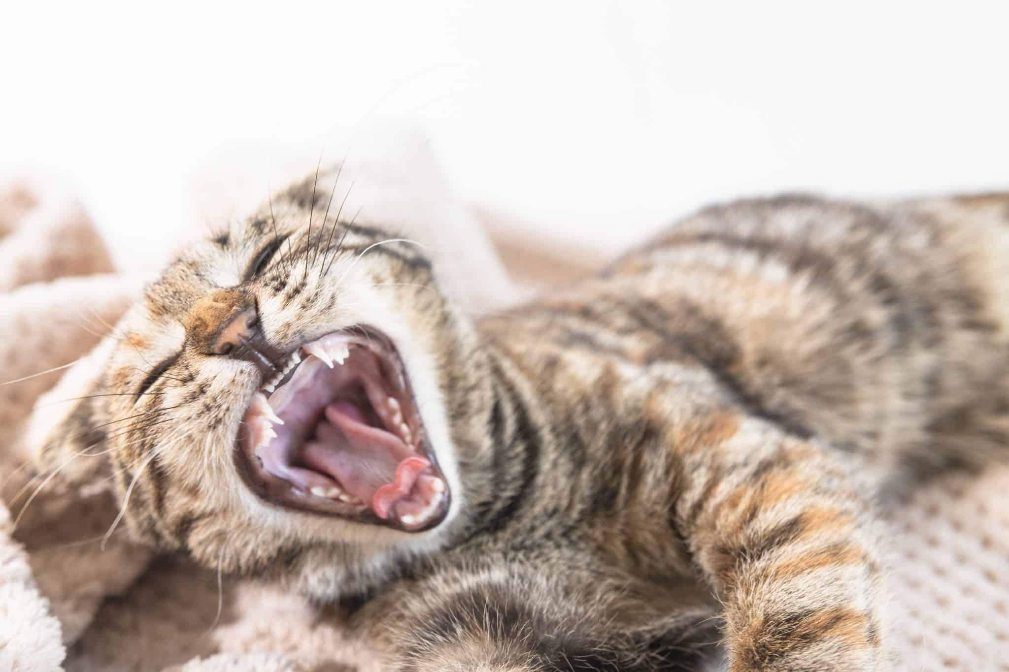 The Cat Yawns With Its Mouth Open While Lying On The Couch Indoors.