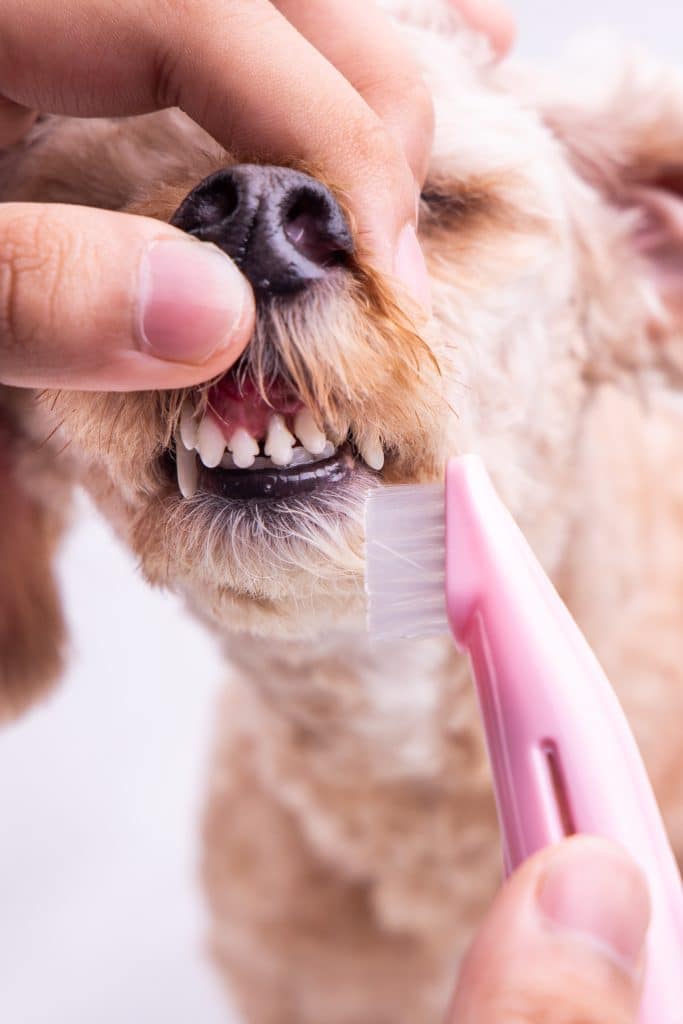 Vet Brushing Pet Dog Teeth Coated With Plaque With Toothbrush