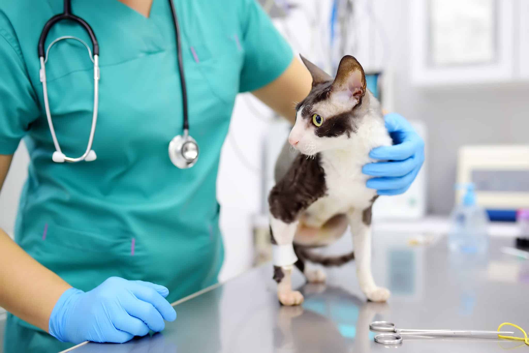 Veterinarian Examines A Cat Of A Disabled Cornish Rex Breed In A Veterinary Clinic. The Cat Has Only Three Legs.