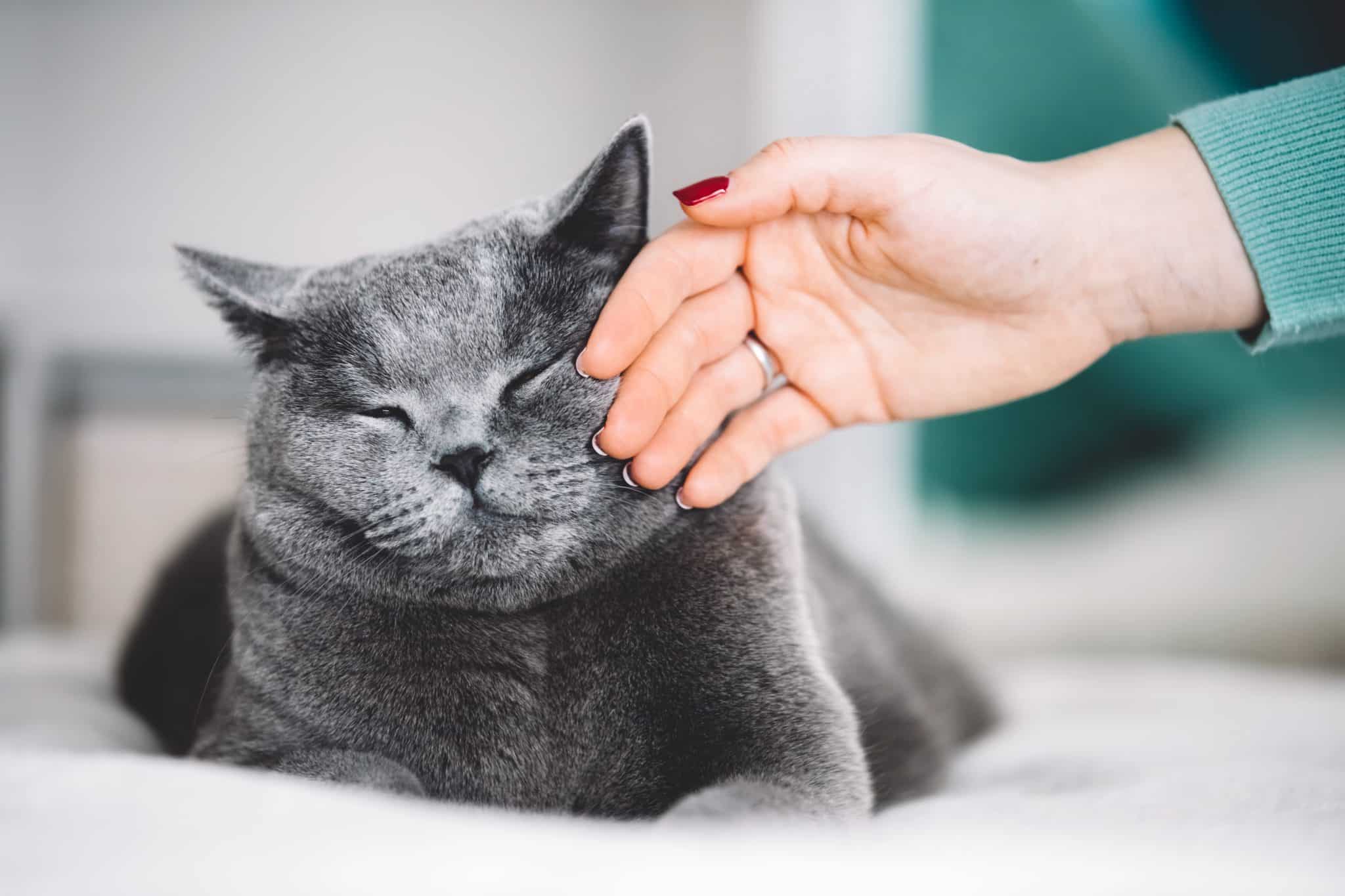 British Shorthair Cat Stroked By A Woman