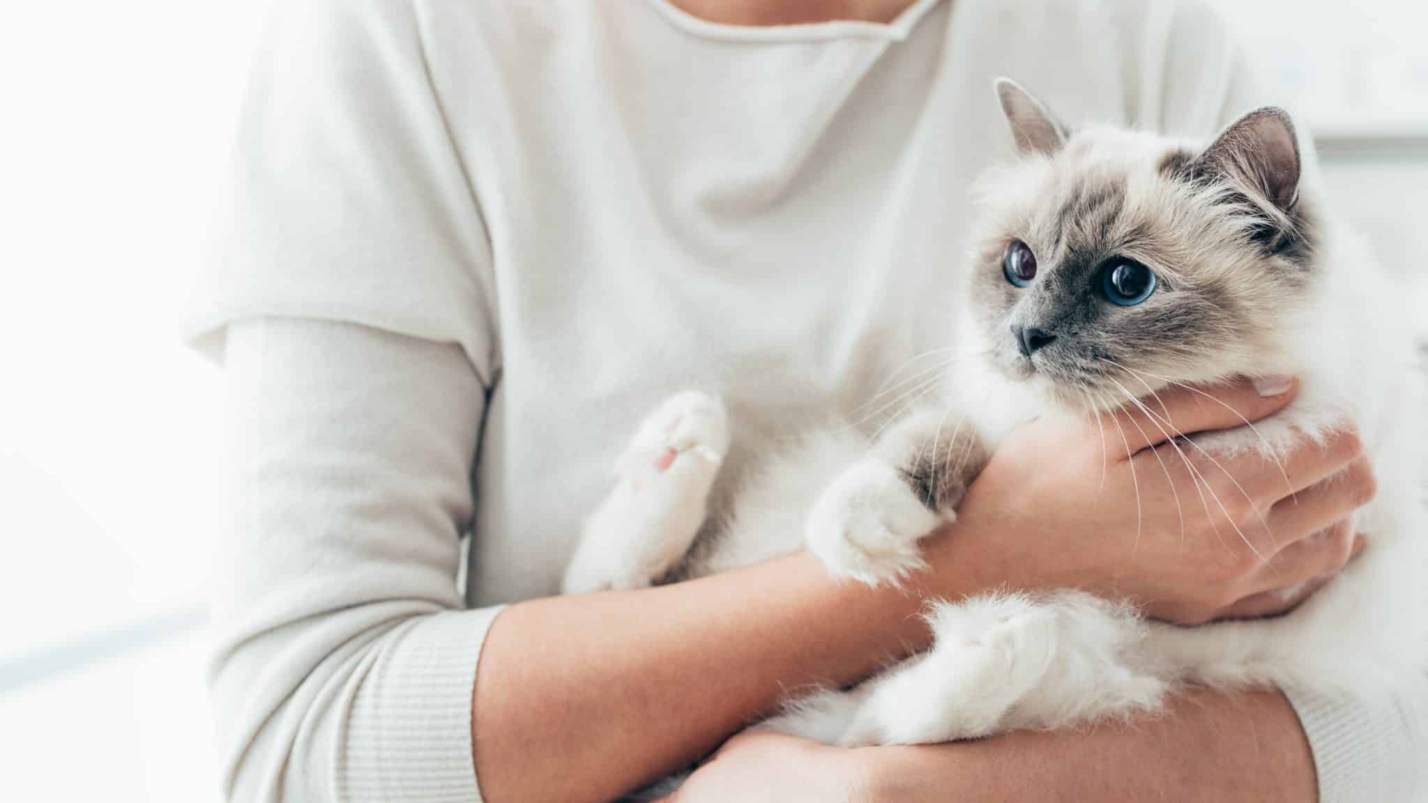 Happy Cat In Her Owner's Arms