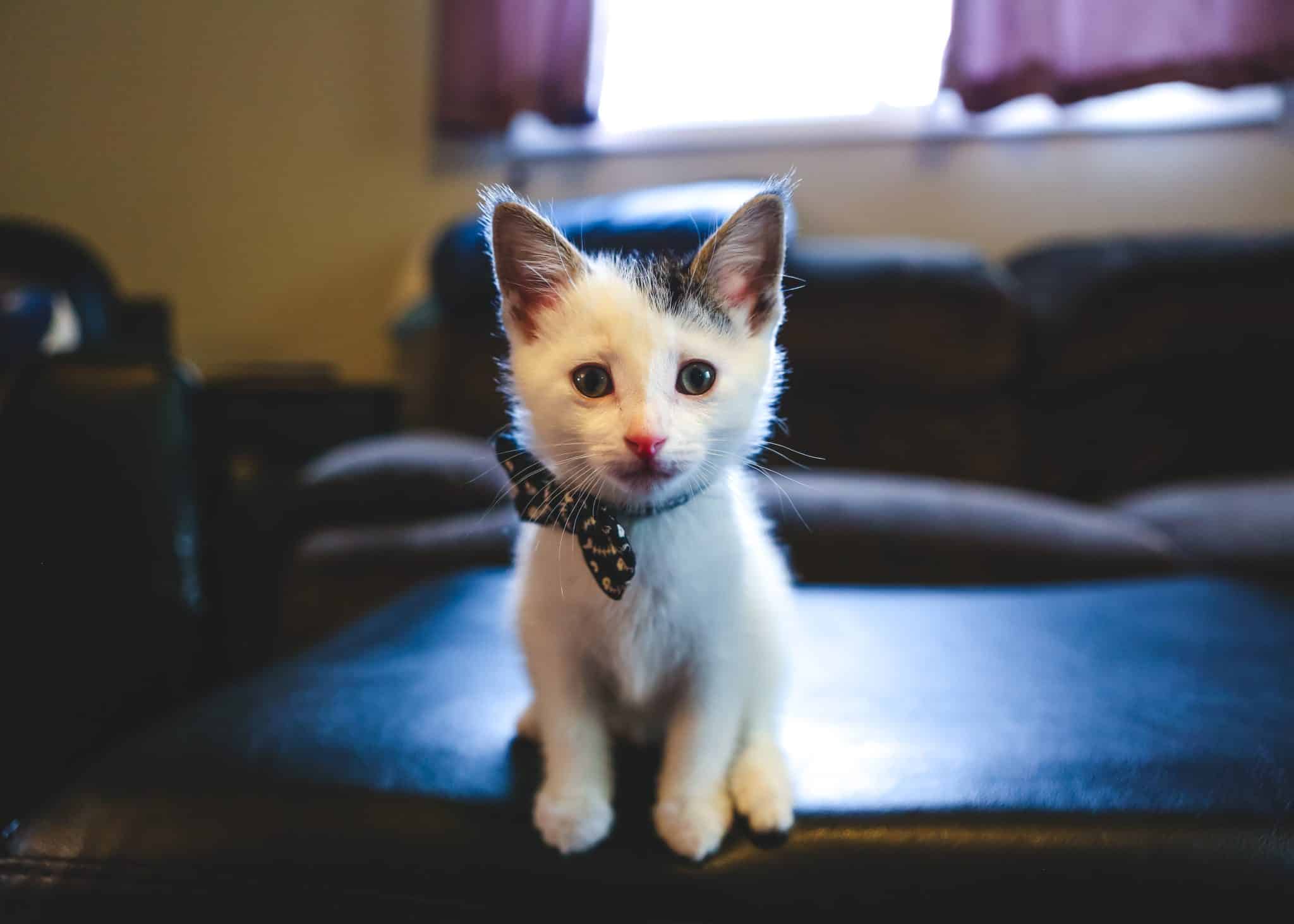 Kitten Wearing Bowtie