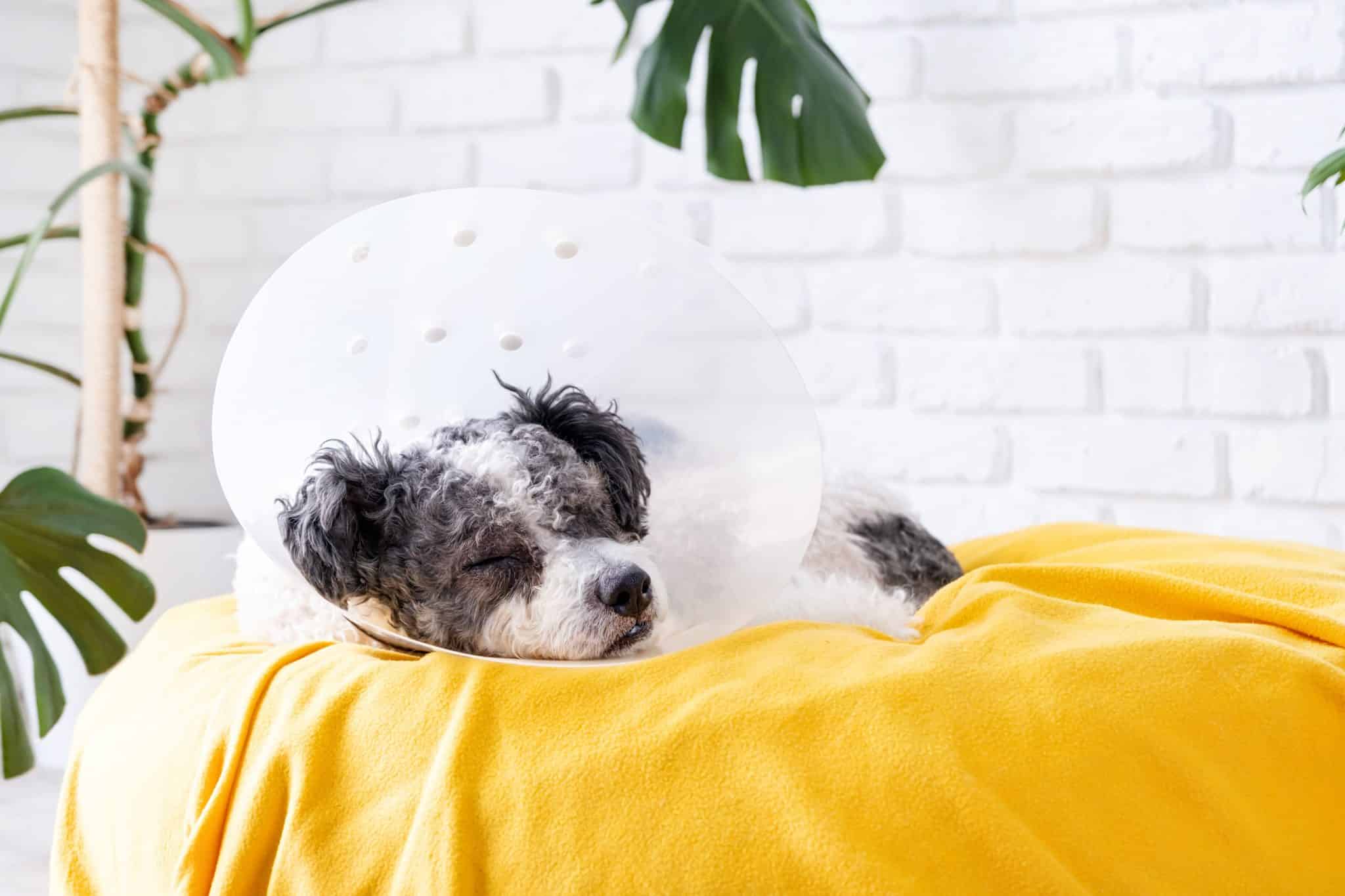 Cute Mixed Breed Dog Wearing Protective Cone Collar After Surgery, Medical Tools And Equipment.