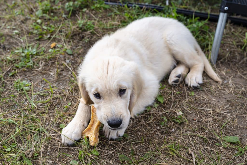 The best puppy training treats after puppy training