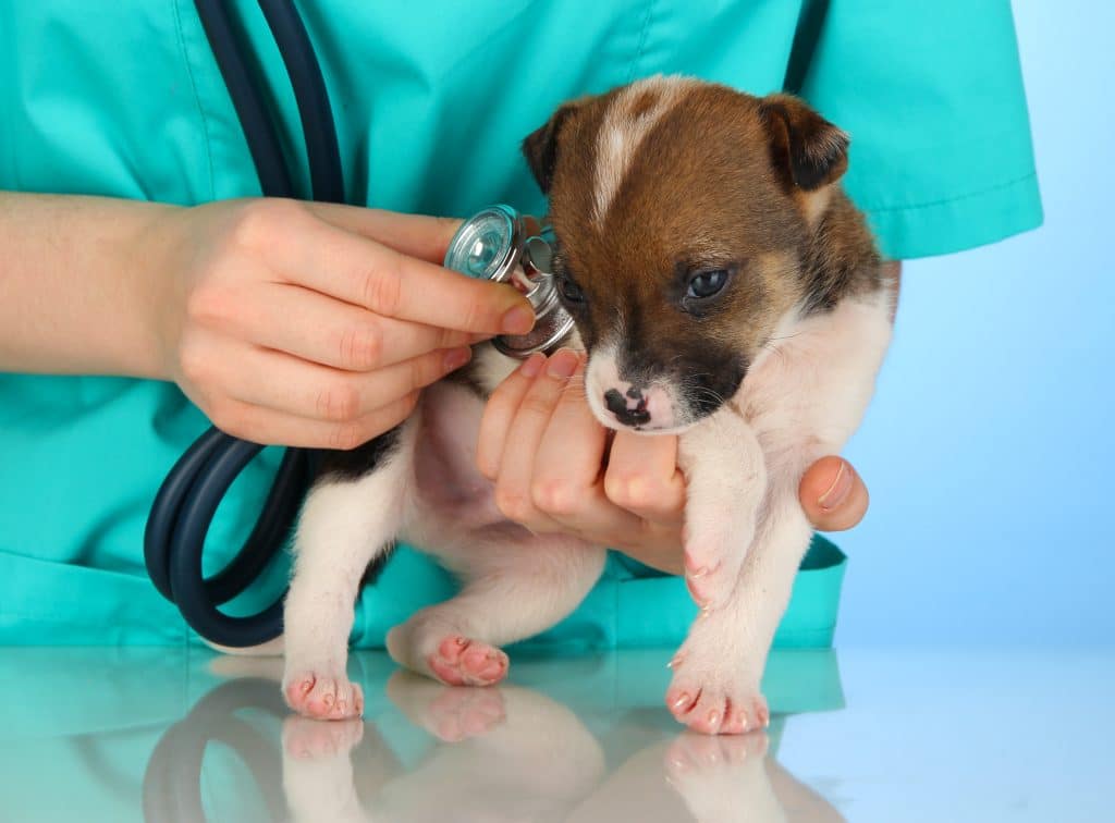 Beautiful Little Puppy On Inspection By Veterinarian On Blue Bac