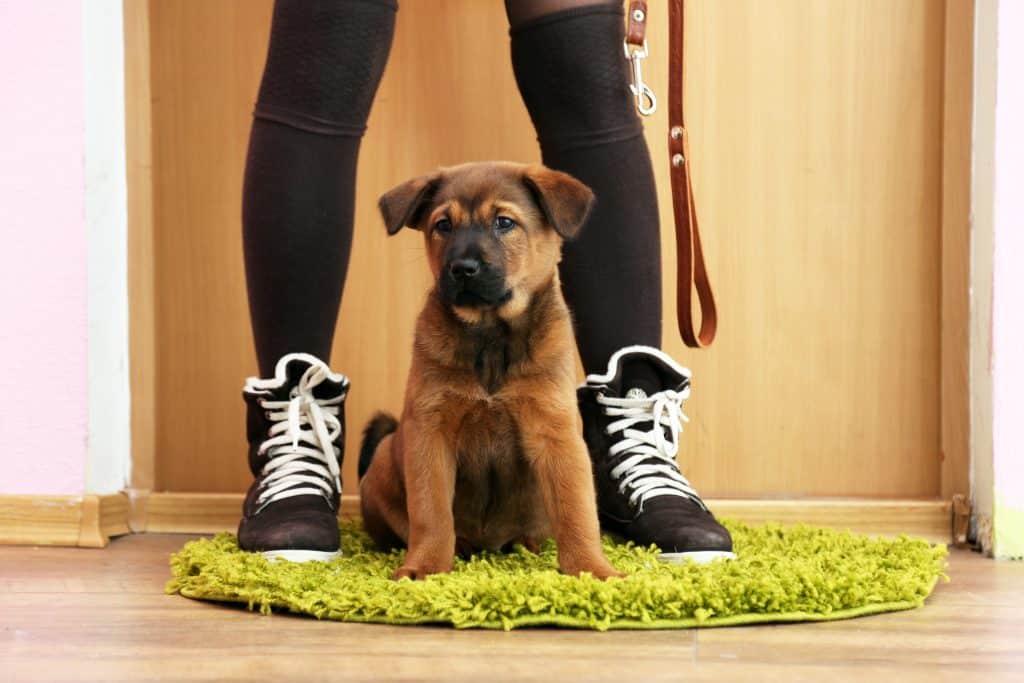 A brown puppy standing between a woman’s legs. She is holding a leash ready to leash train a puppy
