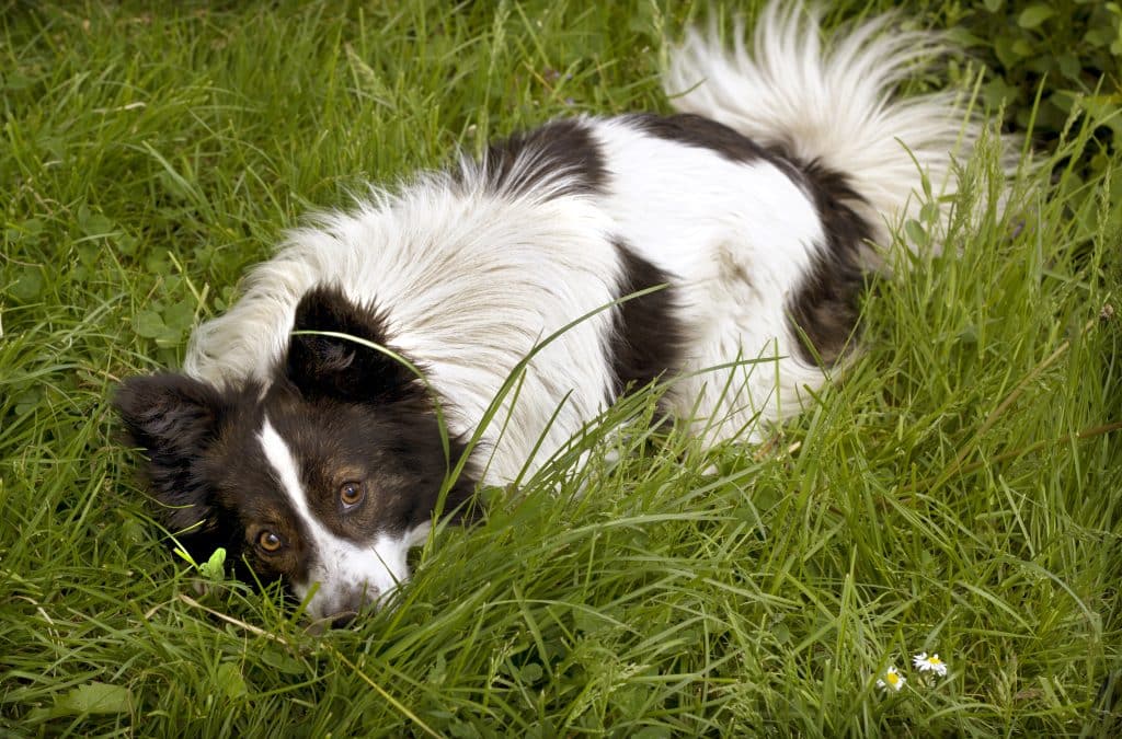 Cute black and white dog lying in the grass
