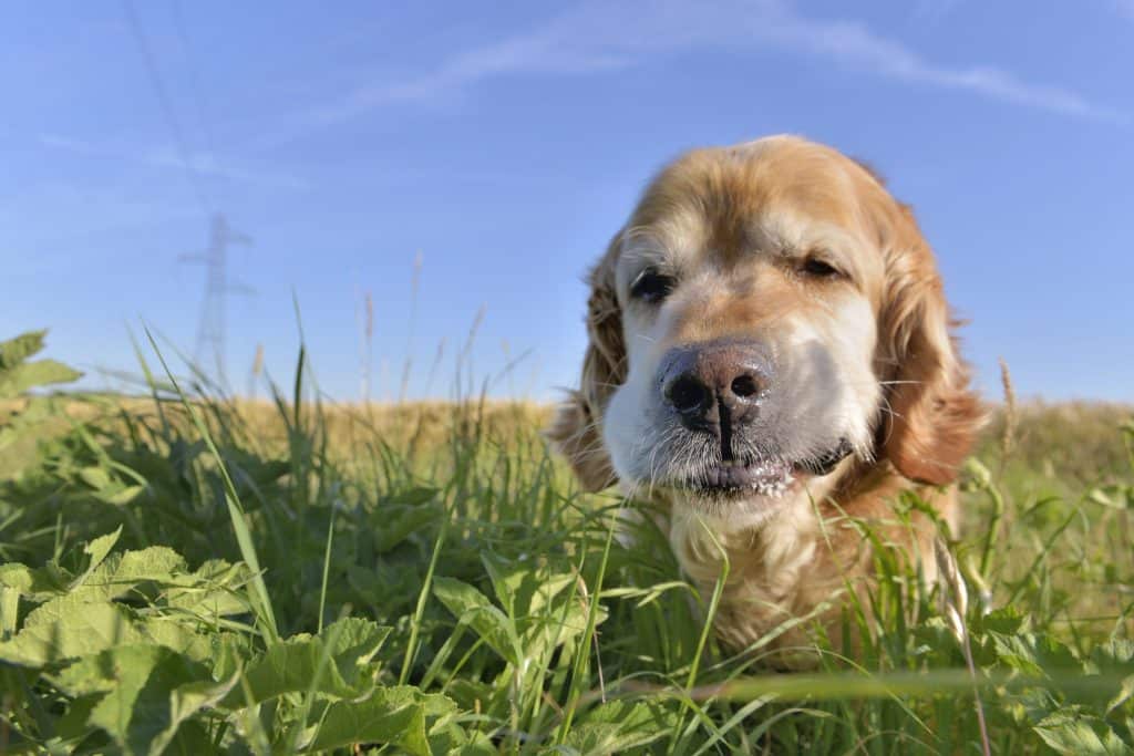 Cute golden retriever eating grass in a meadow
