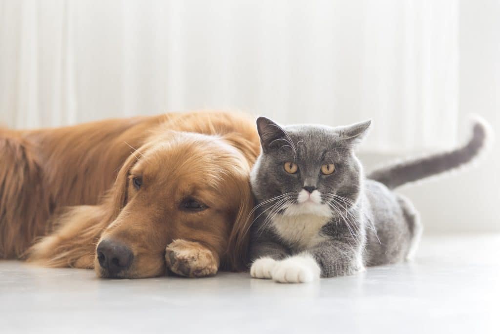 Dog and cat snuggling together on the floor