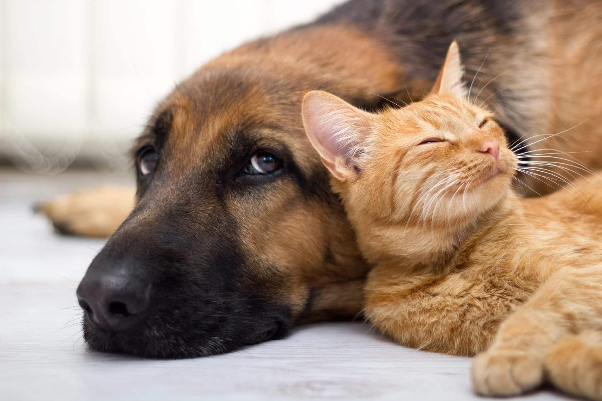 Dog and cat lying together comfortably